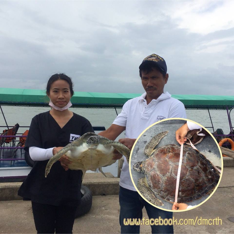 เครือข่ายเกาะกูดเข้มแข็ง เรื่องจากทะเลดีดีก็มีมาตลอด