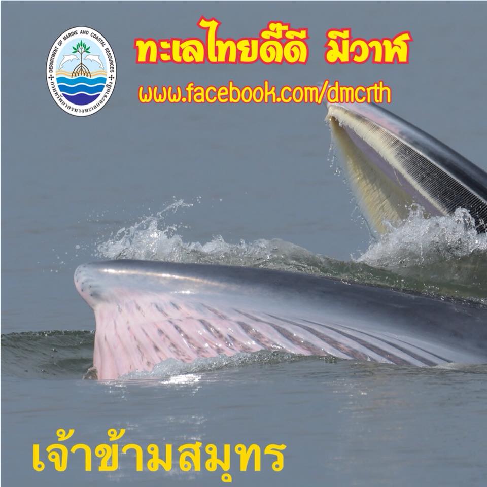 สวัสดี พี่น้องเครือข่ายรักษ์ทะเลไทย