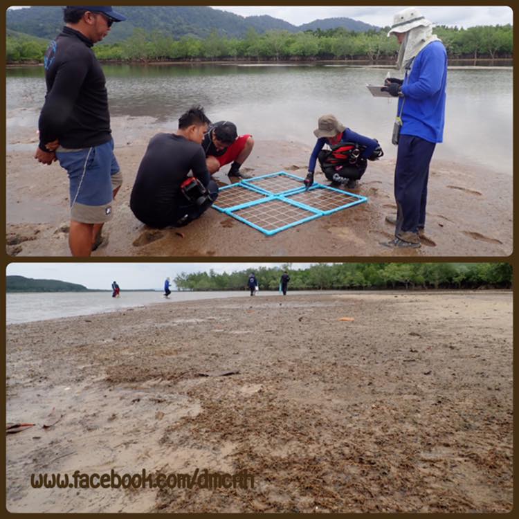 รายงานผลสำรวจหญ้าทะเล บริเวณชายฝั่งพังงา