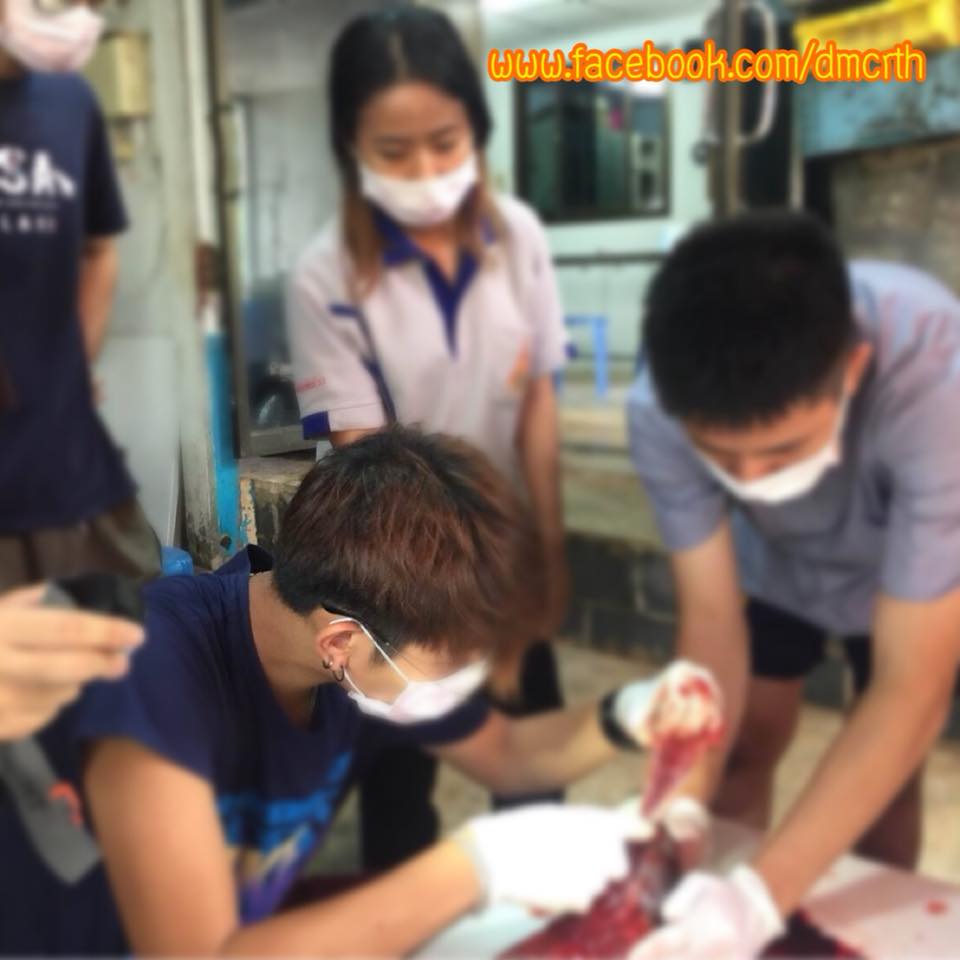 สุดยื้อ ลูกโลมาตราด พบปอดอักเสบและติดพยาธิ