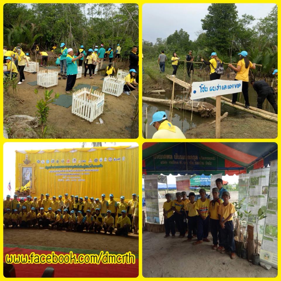 ชาวนราธิวาสรวมใจ ปลูกป่าชายเลนบ้านท่าพรุ ถวายในหลวง ร.๑๐
