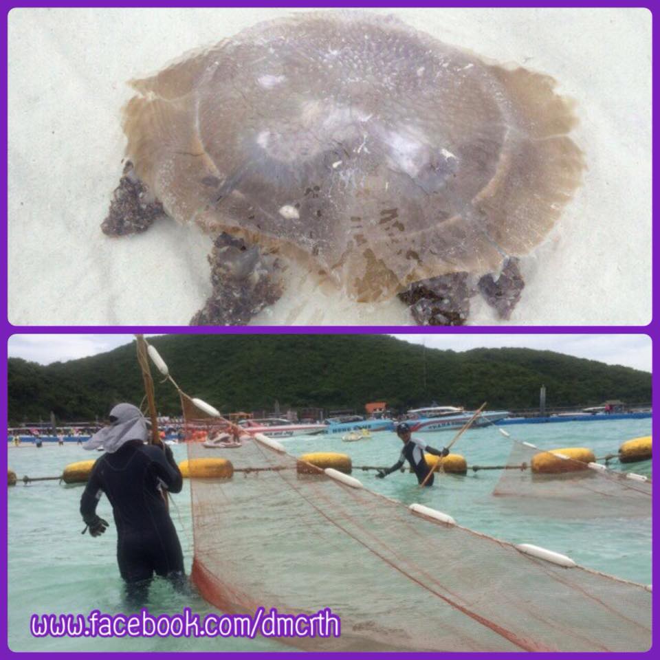 เตือนนักท่องเที่ยว พบแมงกะพรุนพิษหาดตาแหวน เกาะล้าน