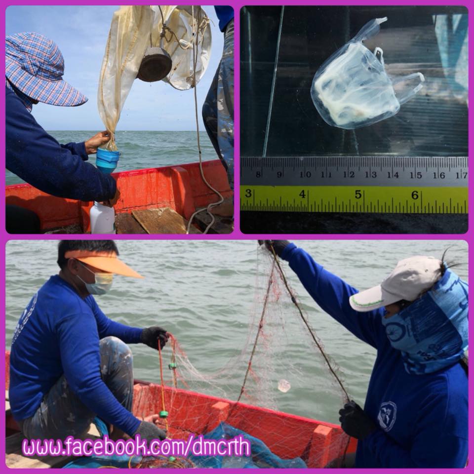เตือนนักท่องเที่ยว พบแมงกะพรุนมีพิษหาดเจ้าหลาว