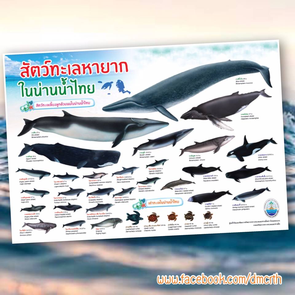 ทะเลบ้านเราโชคดี มีทั้งวาฬและโลมา
