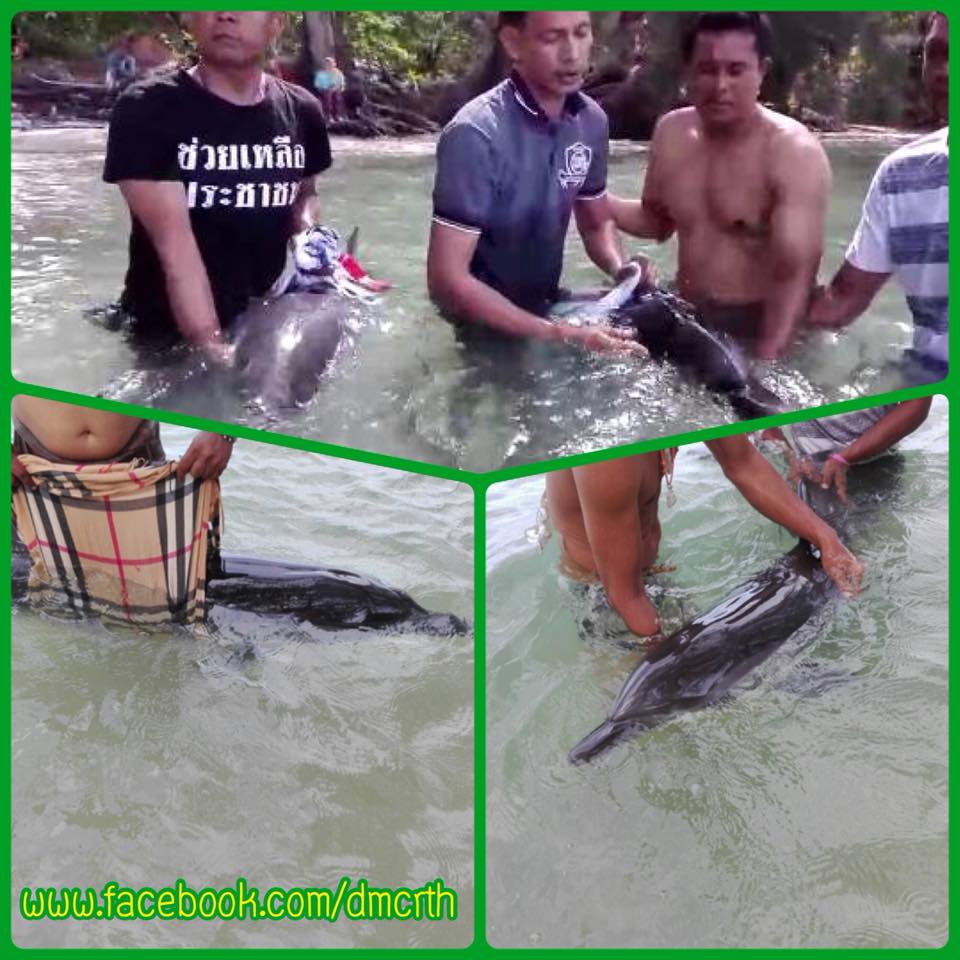 ปลอดภัยแล้ว โลมาคู่เกยตื้นหาดอ่าวคลองสน ทะเลพังงา
