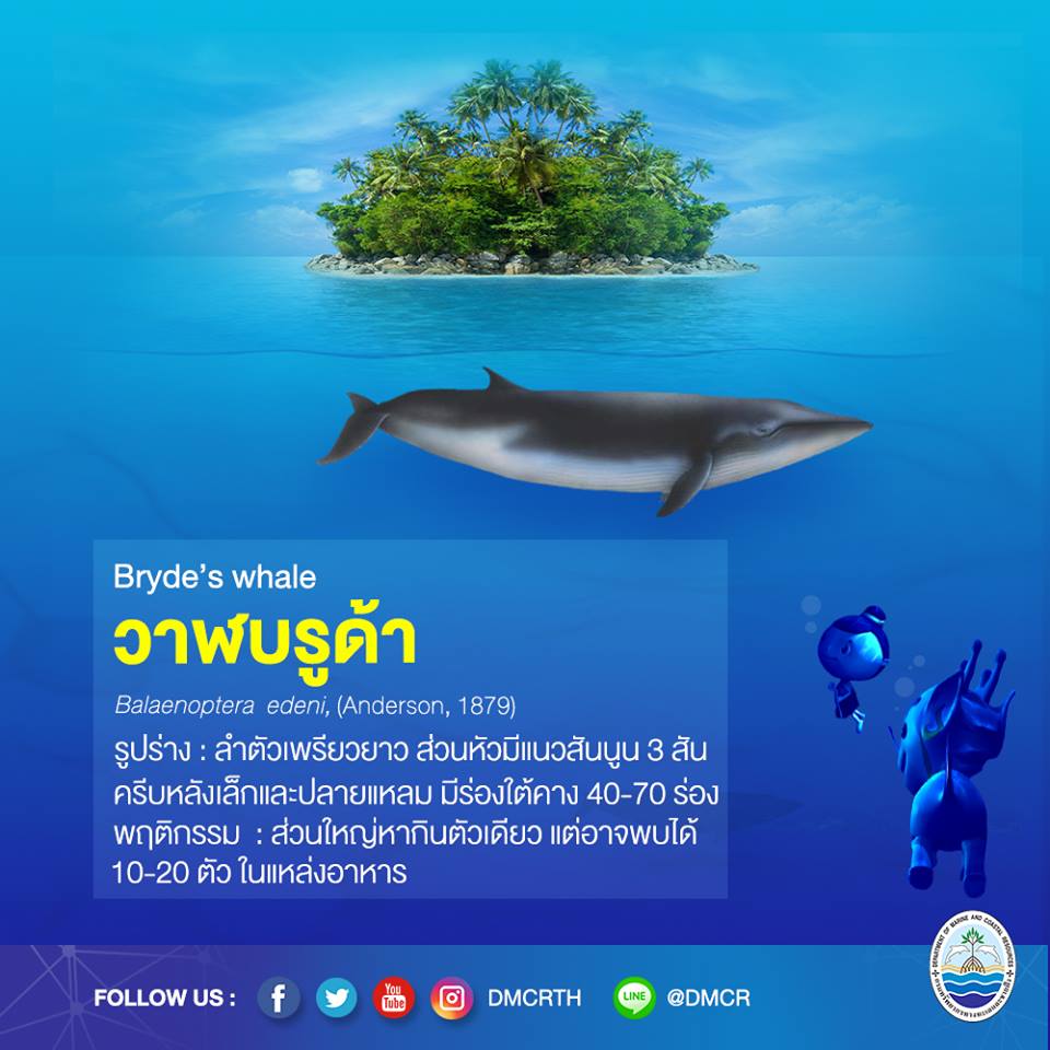 วาฬบรูด้า