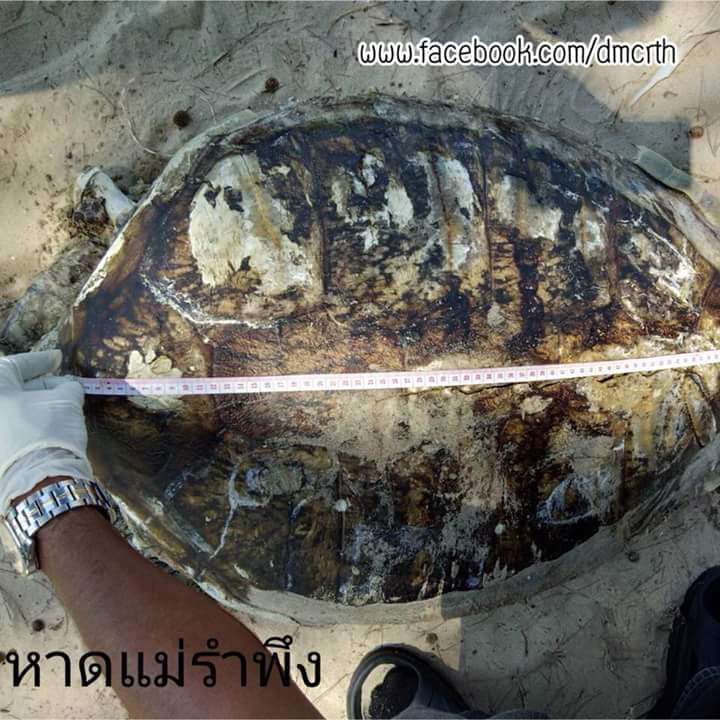 พบซากเต่าตนุเกยตื้น หาดแม่รำพึง