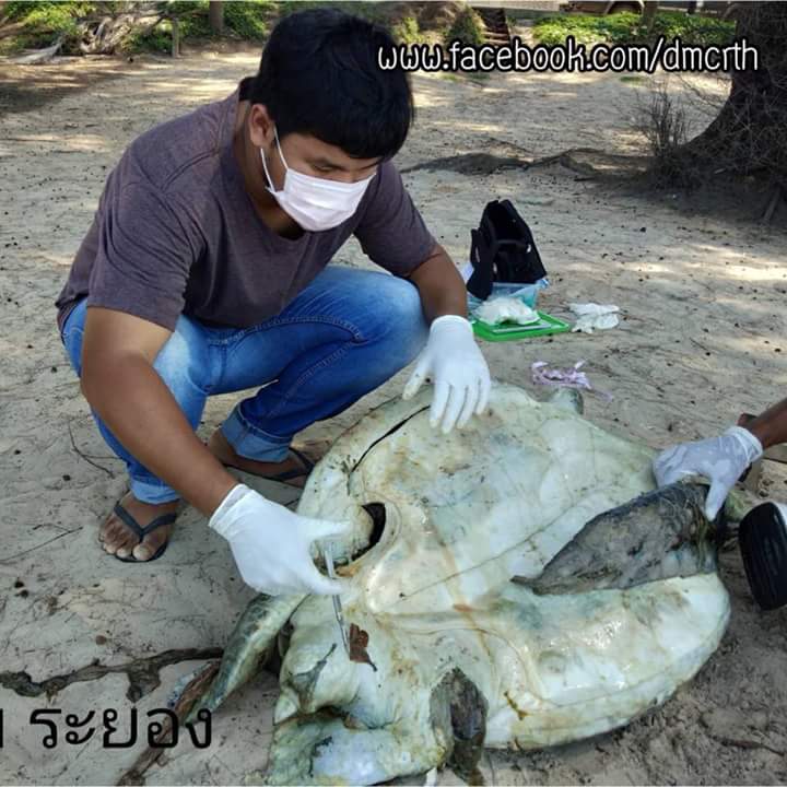 พบซากเต่าตนุ เกยตื้นทะเลระยอง
