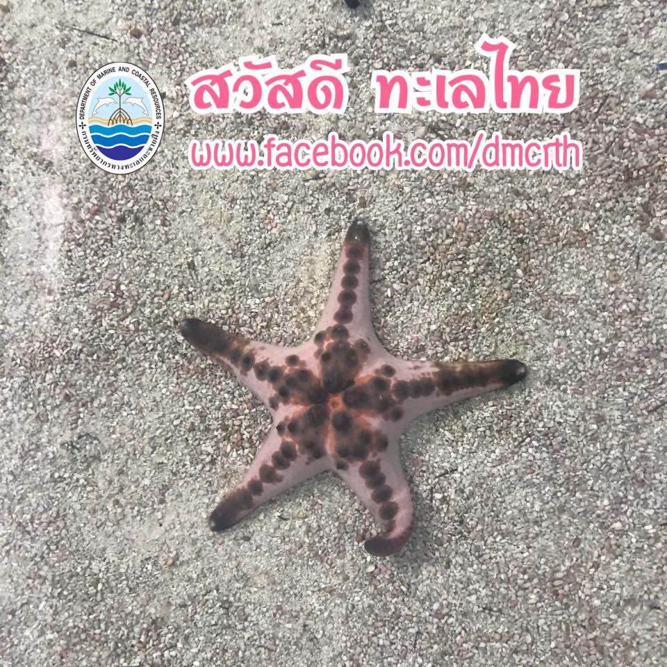 สวัสดี พี่น้องเครือข่ายรักษ์ทะเลไทย