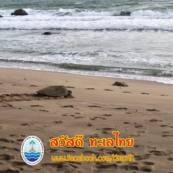 สวัสดี พี่น้องเครือข่ายรักษ์ทะเลไทย