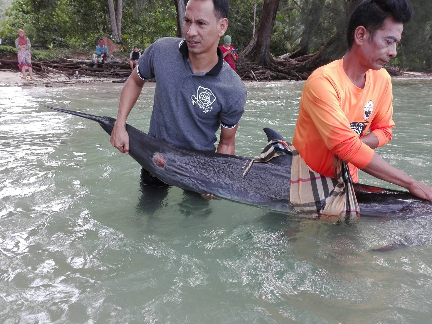 ช่วยชีวิตโลมาปากขวดเกยตื้นชายหาดอ่าวคลองสน