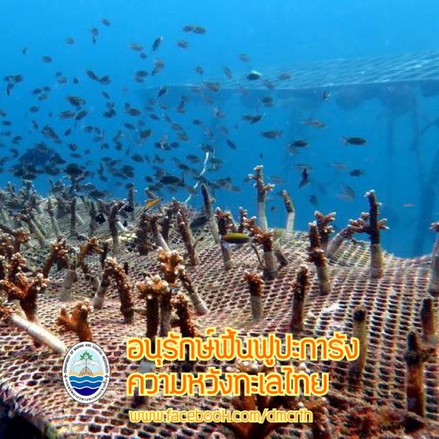 สวัสดี พี่น้องเครือข่ายรักษ์ทะเลไทย