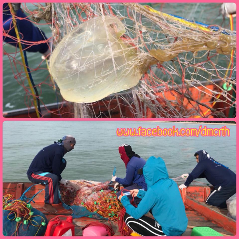 เตือนนักท่องเที่ยว พบแมงกระพรุนพิษหาดชะอำ