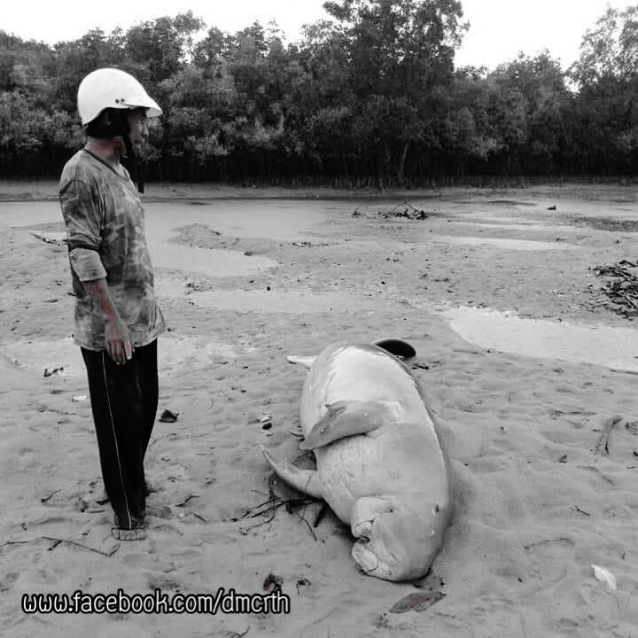 สุดเศร้า...พบซากพะยูน อ่าวคุระบุรี พังงา