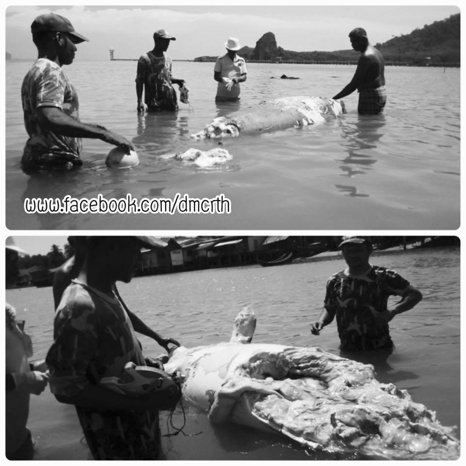 ชาวเกาะลิบงเศร้าอีก พบซากพะยูนหาดอ่าวหน้าบ้าน