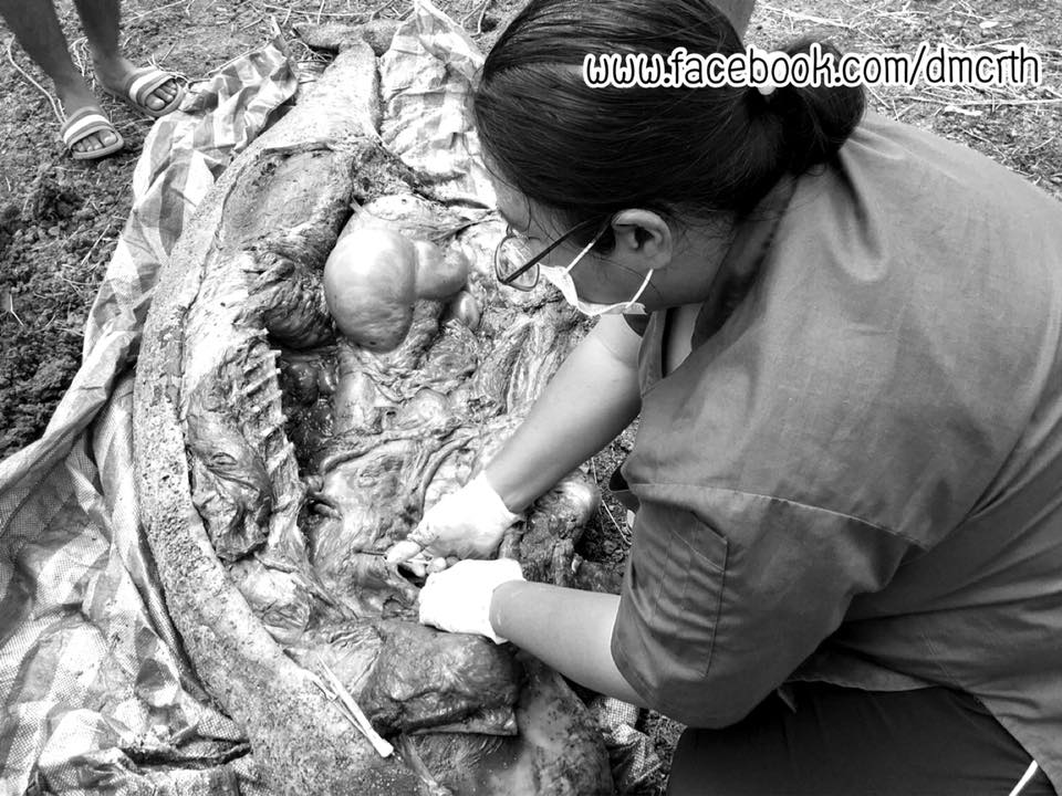 สุดเศร้า พบซากโลมาอิรวดีเกยตื้นทะเลสมุทรปราการ
