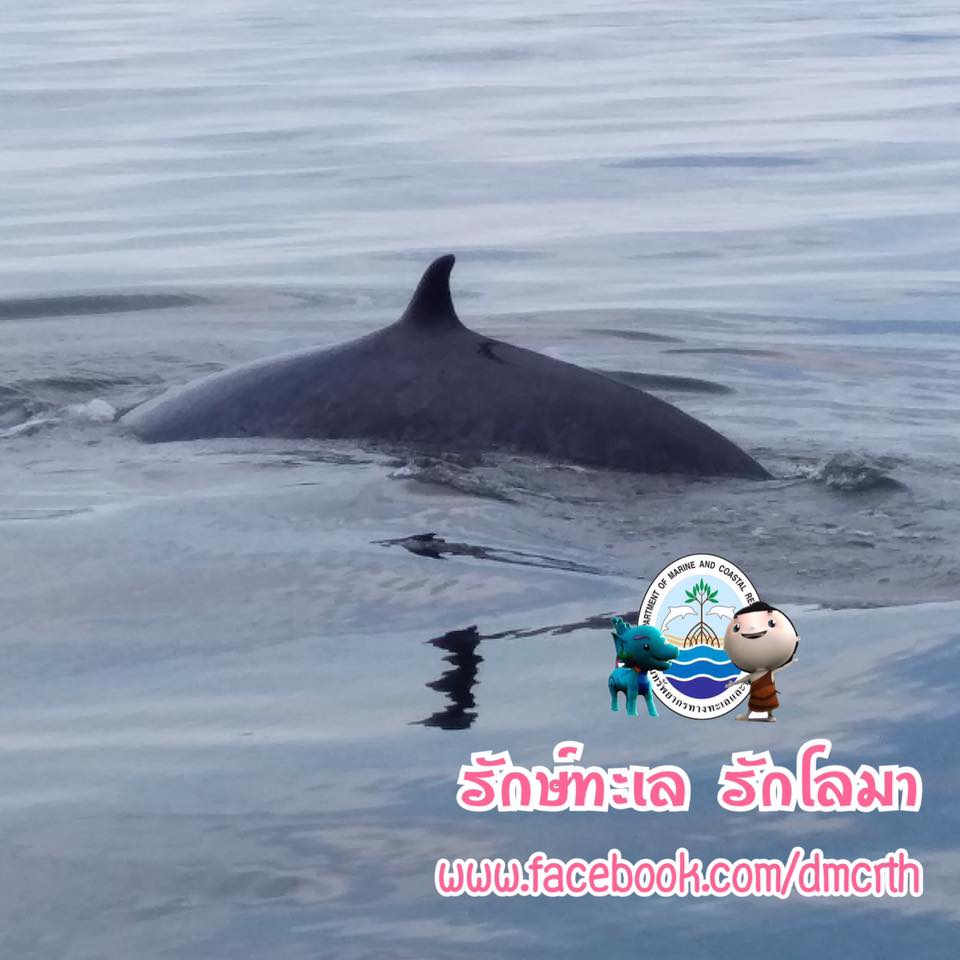 สวัสดี พี่น้องเครือข่ายรักษ์ทะเลไทย