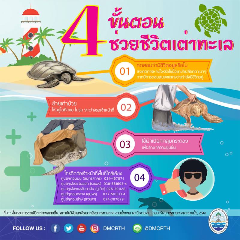 ๔ ขั้นตอน ง่ายๆ ในการช่วยชีวิตเต่าทะเล
