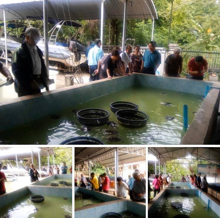 นทท. มาเลเซียสนใจ แวะเยี่ยมชมเต่าทะเลที่เกาะยอ