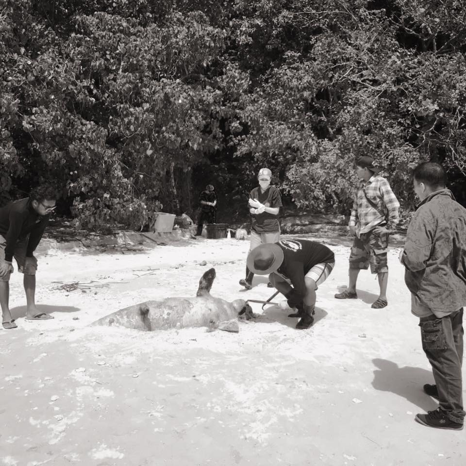 รายงาน ผลชันสูตรซากพะยูนเกาะยาวน้อย ทะเลพังงา