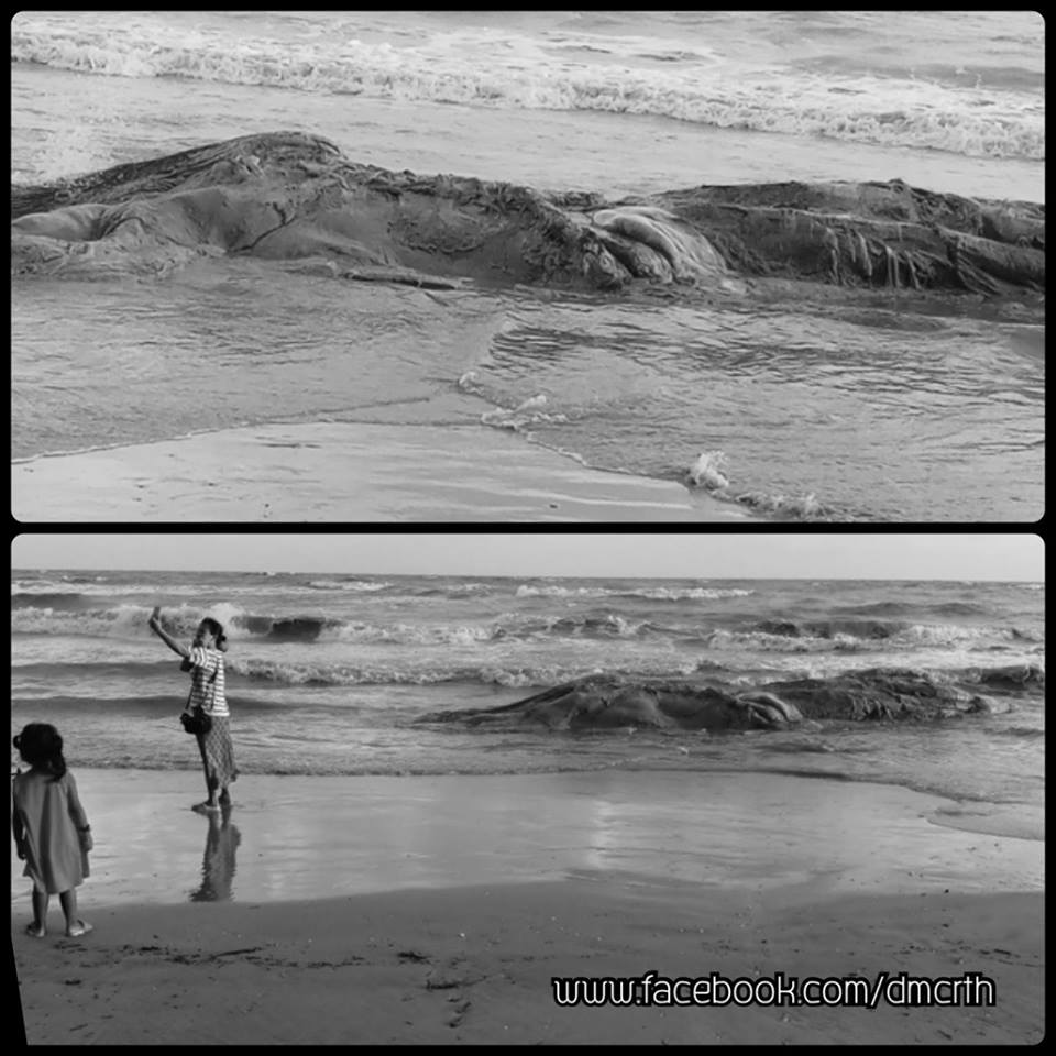 รับแจ้งพบซากวาฬเกยหาด แหลมตะลุมพุกอีก