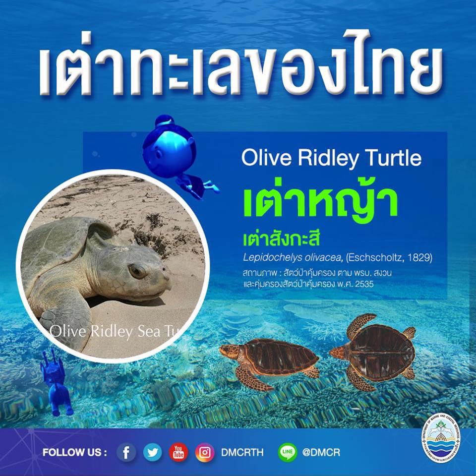 มารู้จัก เต่าหญ้า เต่าทะเลหายากอันดับ๒ ของไทย