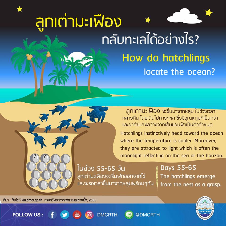 เรารักเต่ามะเฟือง ตอนที่ ๕ : ลูกเต่ามะเฟืองกลับทะเลได้อย่างไร?