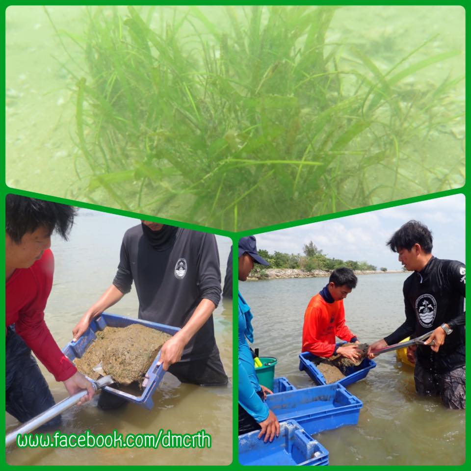 ติดตามการทดลองย้ายปลูกหญ้าทะเล พบเหลือรอดสูง