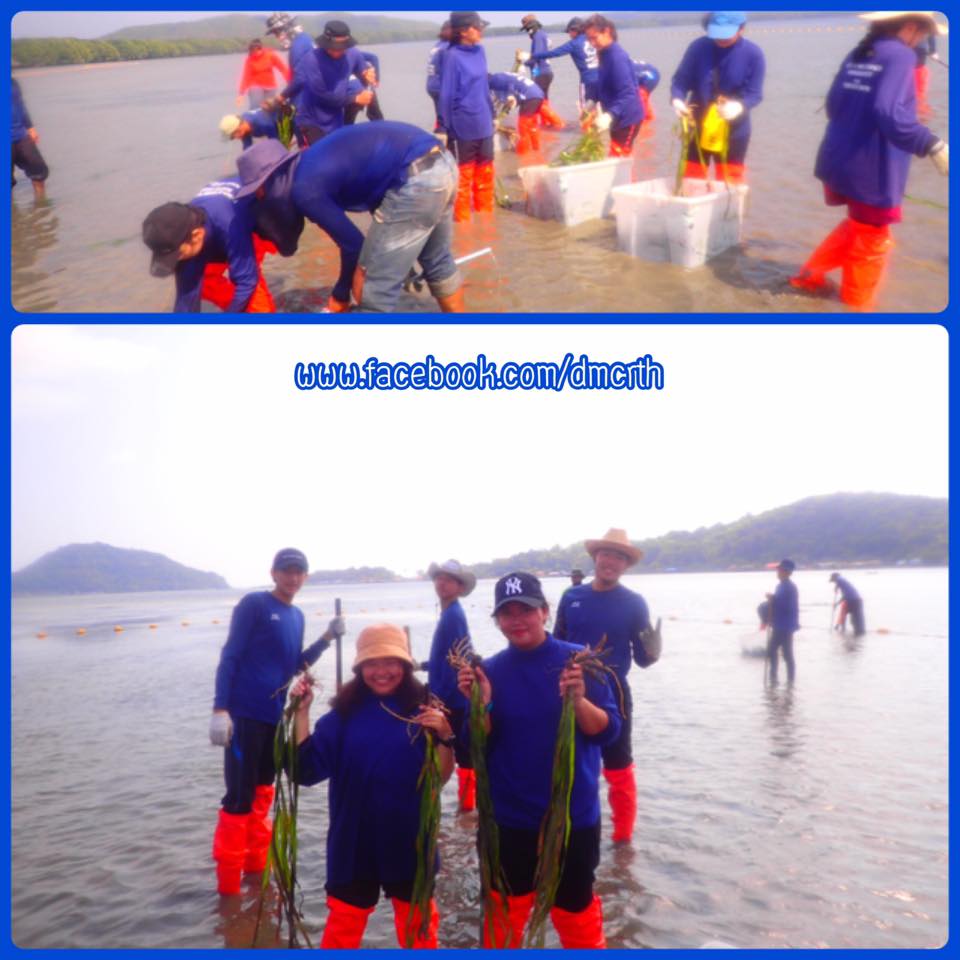 พร้อมใจนักศึกษา ฟื้นฟูหญ้าทะเลอ่าวคุ้งกระเบน