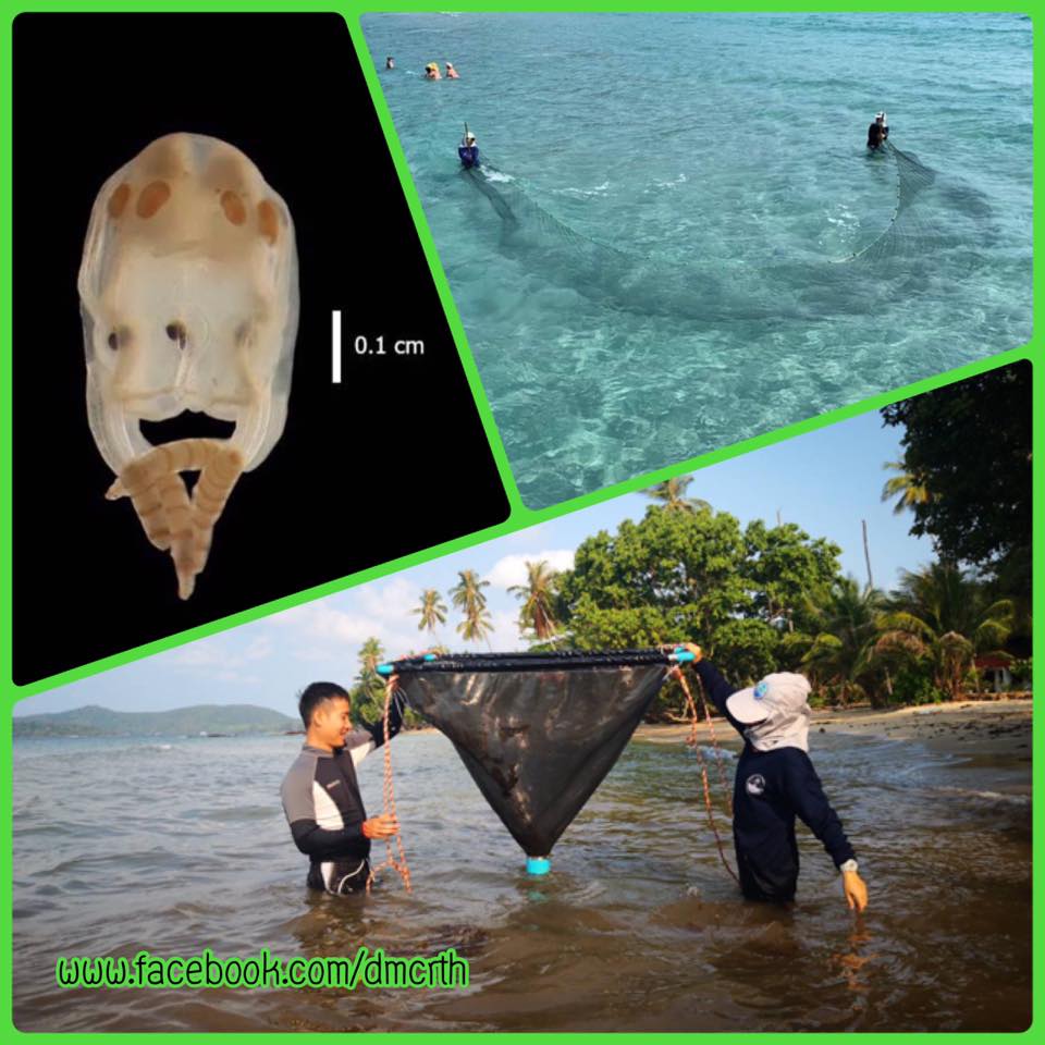 พบแมงกะพรุนพิษไม่ร้ายแรง บริเวณเกาะหมาก