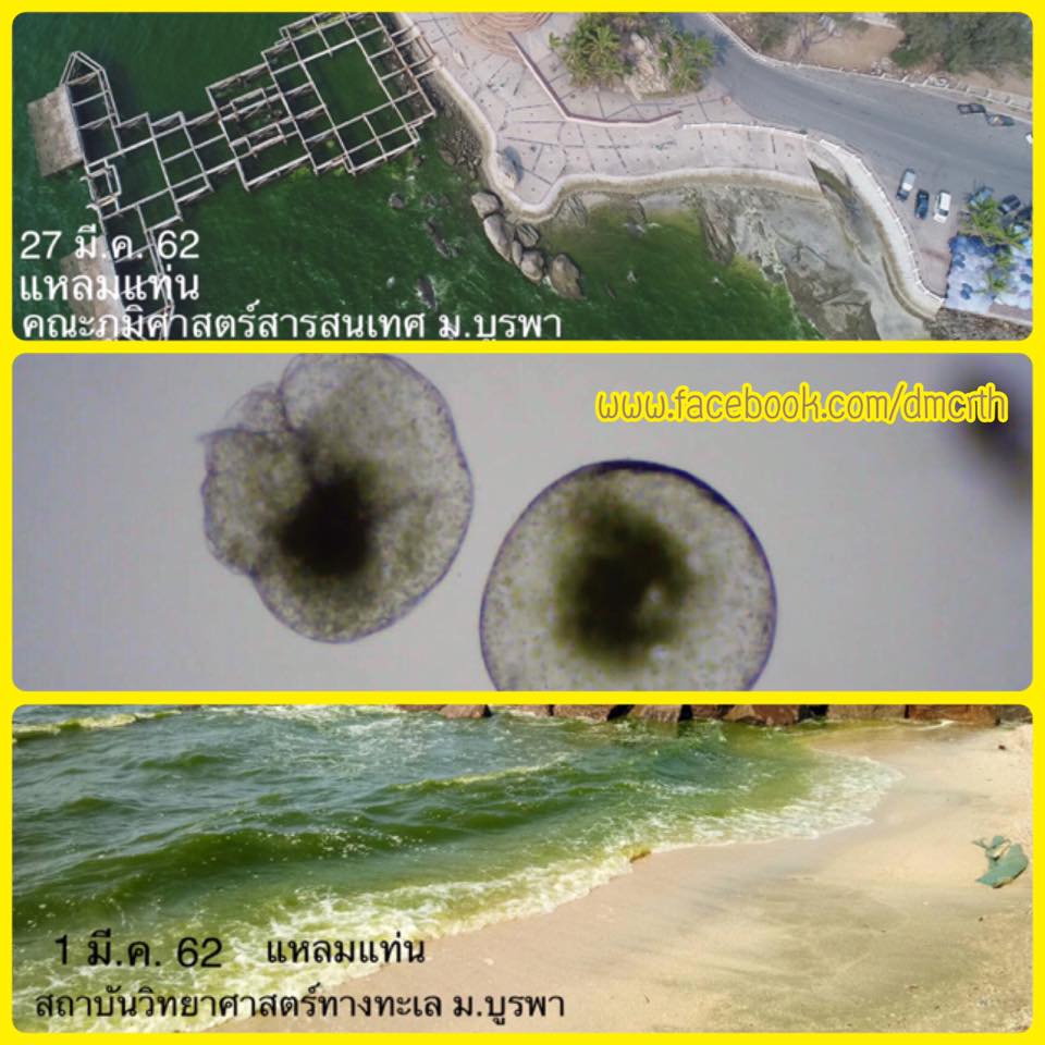 สรุปสถานการณ์น้ำทะเลเปลี่ยนสีหาดบางแสน