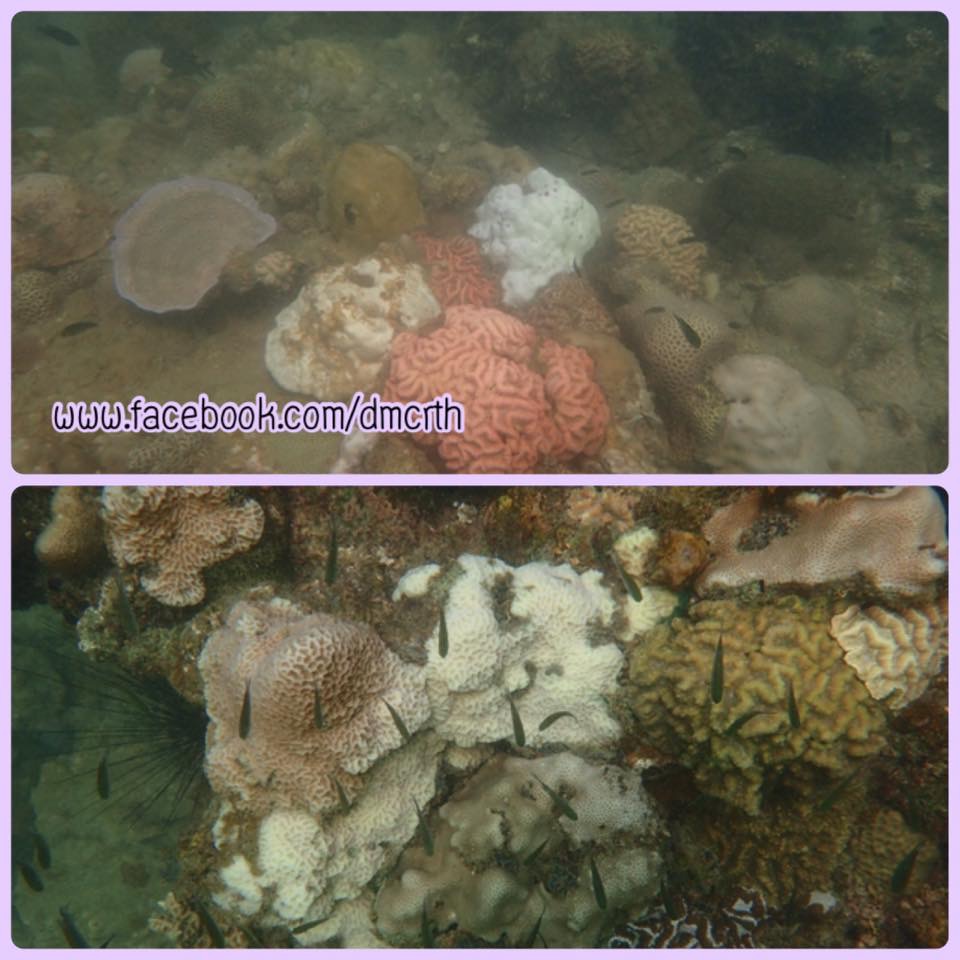 สำรวจสถานการณ์ปะการังทะเลระยอง พบปะการังฟอกขาว
