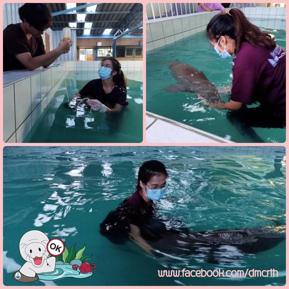อาการล่าสุด ลูกพะยูน DU๔๓๖ จากบ่อม่วง
