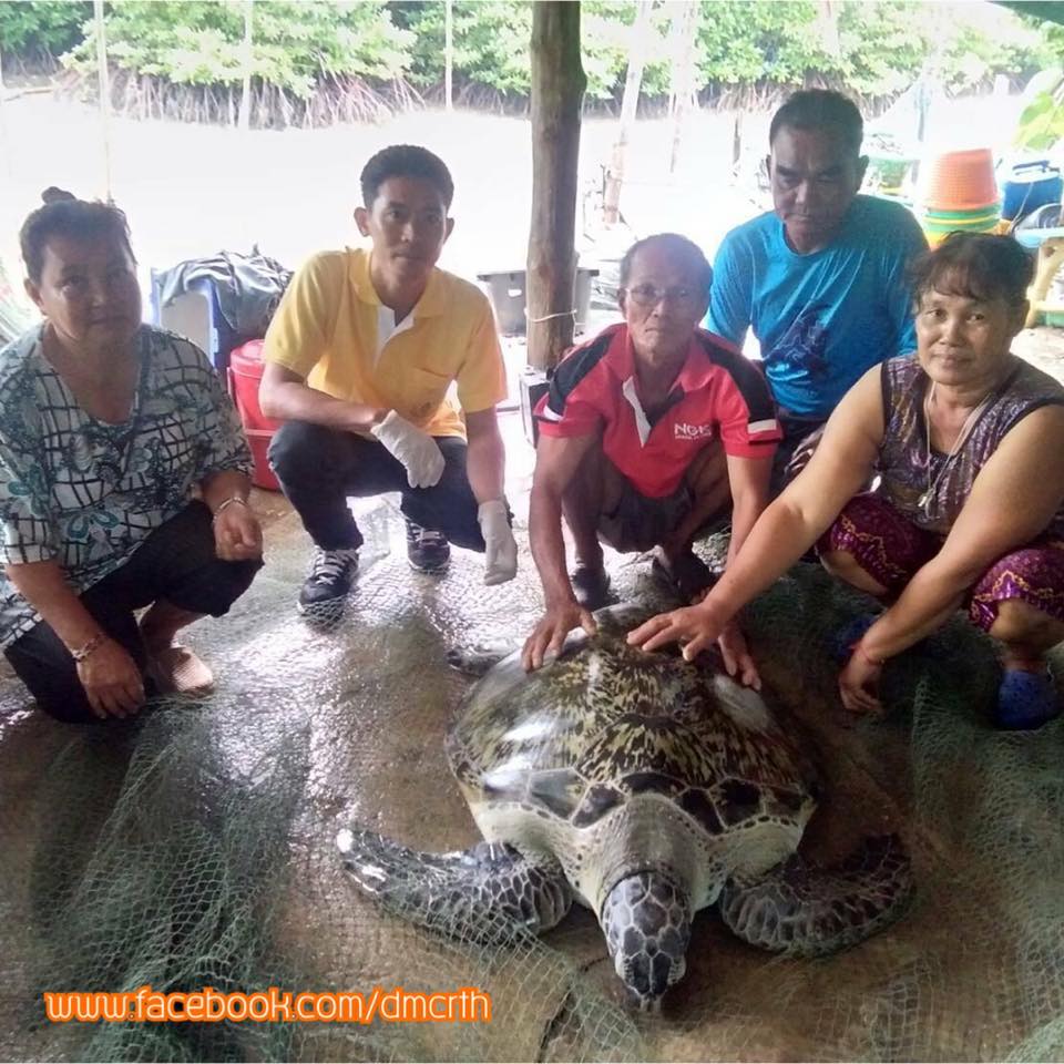 เครือข่ายจันทร์ ช่วยเต่าทะเลติดอวน รอดจมน้ำตายสำเร็จ