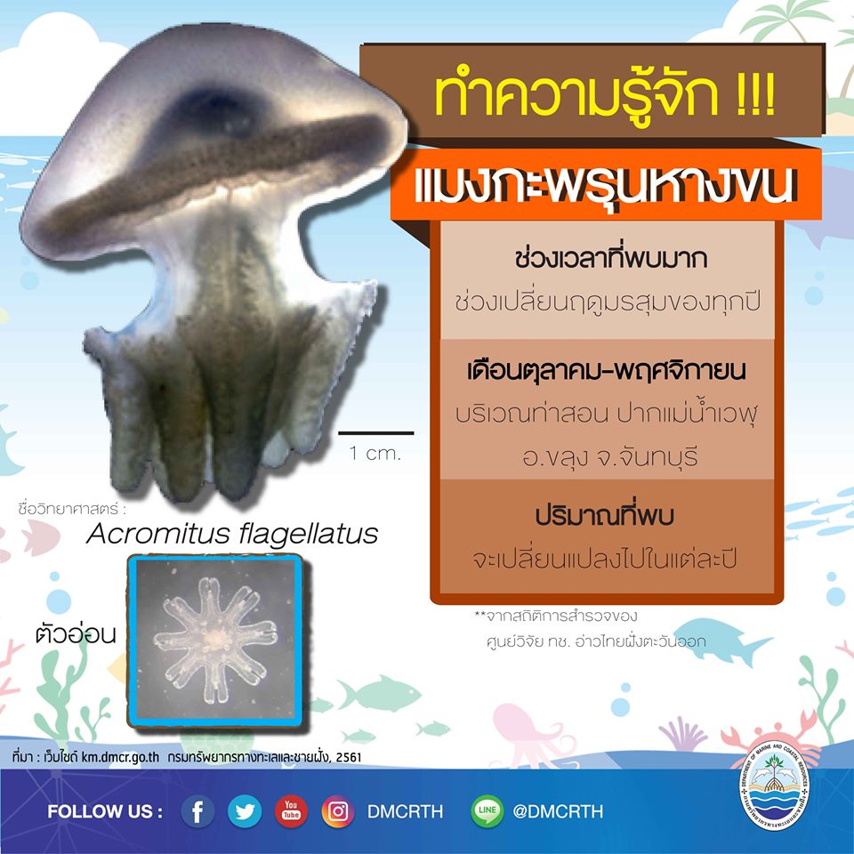 รู้จักเพื่อนเรา แมงกะพรุน เพื่อนใต้ทะเล ตอนที่ ๖