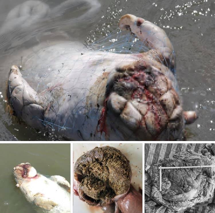 ผลชันสูตรซากพะยูน ไม่พบรอยโรคตายเพราะติดอวนจมน้ำ