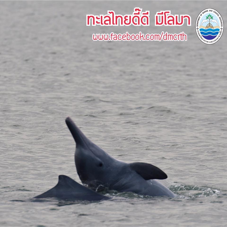 สวัสดี พี่น้องเครือข่ายรักษ์ทะเลไทย