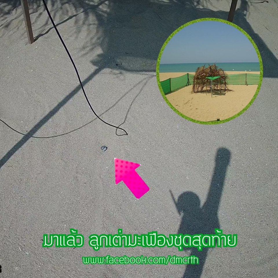 ติดตามด่วน ลูกเต่ามะเฟืองชุดสุดท้ายฟักขึ้นก่อนเวลา