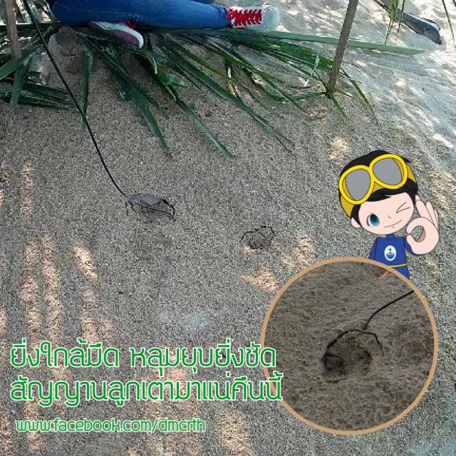 จมูกโผล่แล้ว มาดูชัดๆ กำเนิดลูกเต่ามะเฟือง