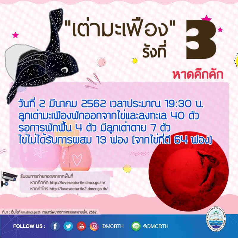 สรุปการฟักของเต่ามะเฟือง รังที่ ๓ หาดคึกคัก
