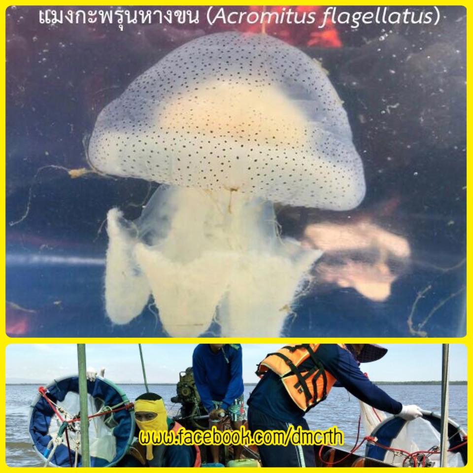 สำรวจทะเลฉะเชิงเทรา เพชรบุรี ไม่พบแมงกระพรุนพิษ