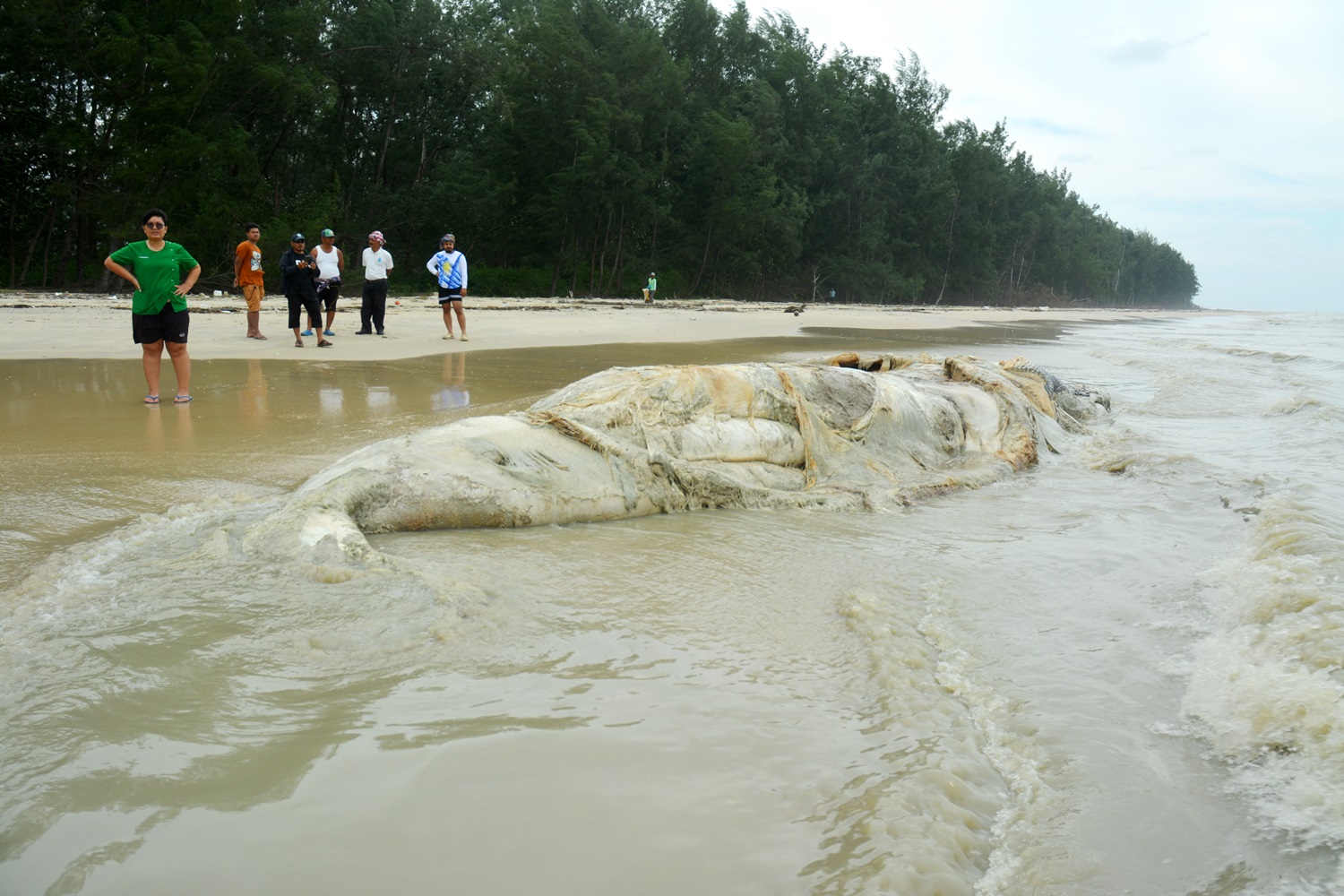 คลื่นซัดซาก "วาฬบรูด้า" เกยตื้นชายหาดแหลมตะลุมพุก