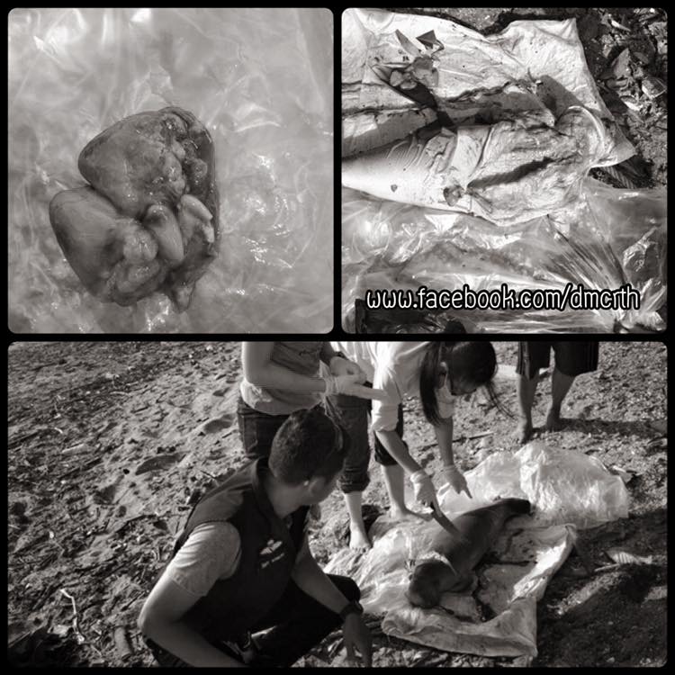 เสียดายสุดสุด พบซากลูกพะยูน คาดคลอดผิดปกติ