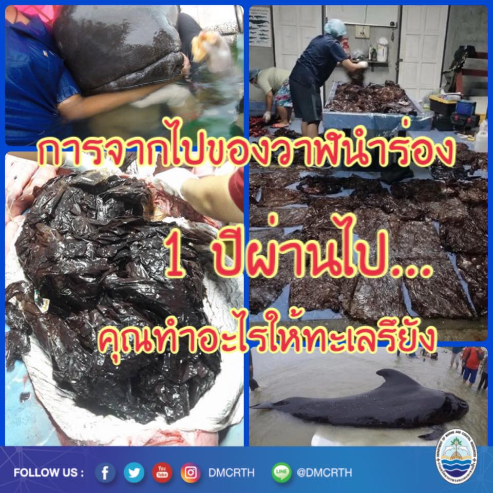 ๑ ปีผ่าน กับการจากไปของวาฬนำร่องครีบสั้น เราทำอะไรให้ทะเลหรือยัง
