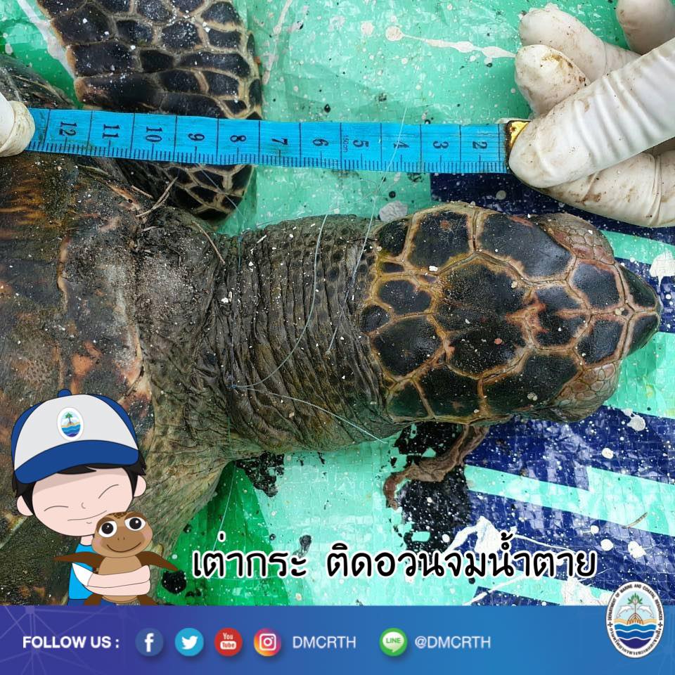 พบซากเต่ากระ เกยตื้นกลางหาดบางแสน