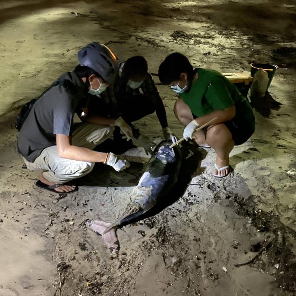 คลื่นลมแรง พบโลมาป่วยเกยตื้นริมหาดชลาทัศน์