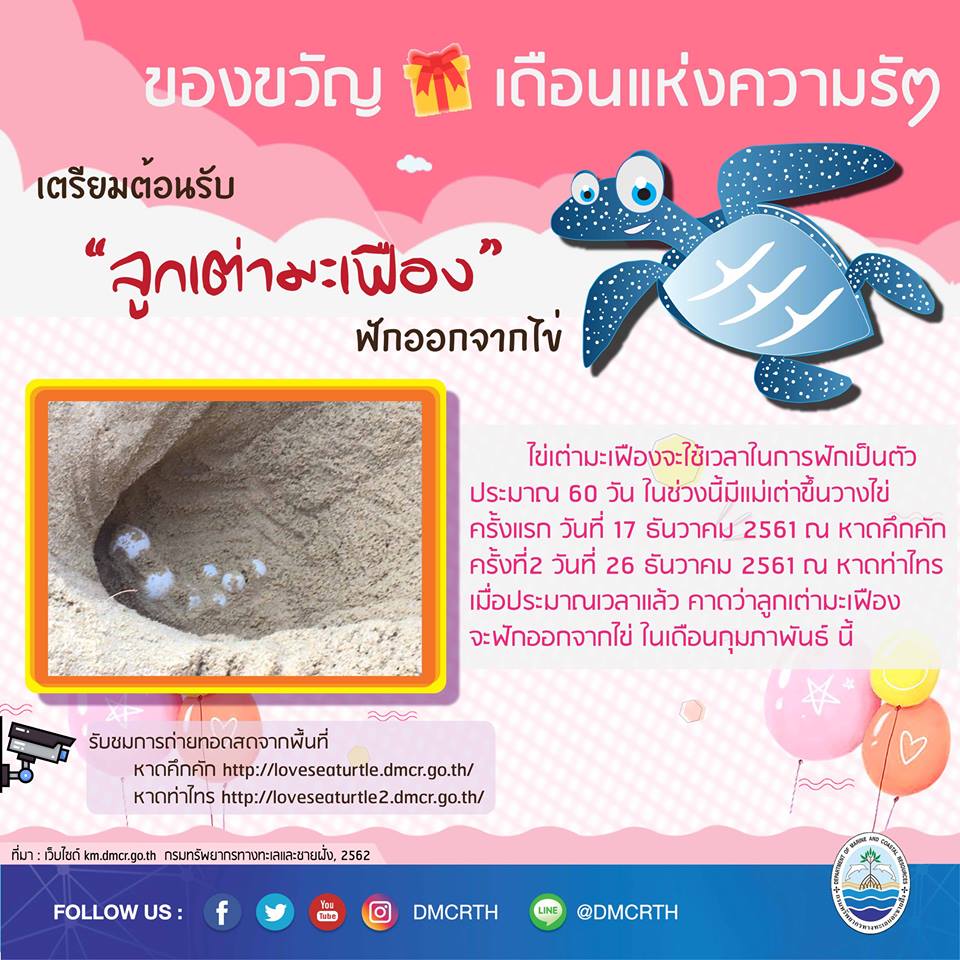 ของขวัญเดือนแห่งความรัก เตรียมต้อนรับลูกเต่ามะเฟือง