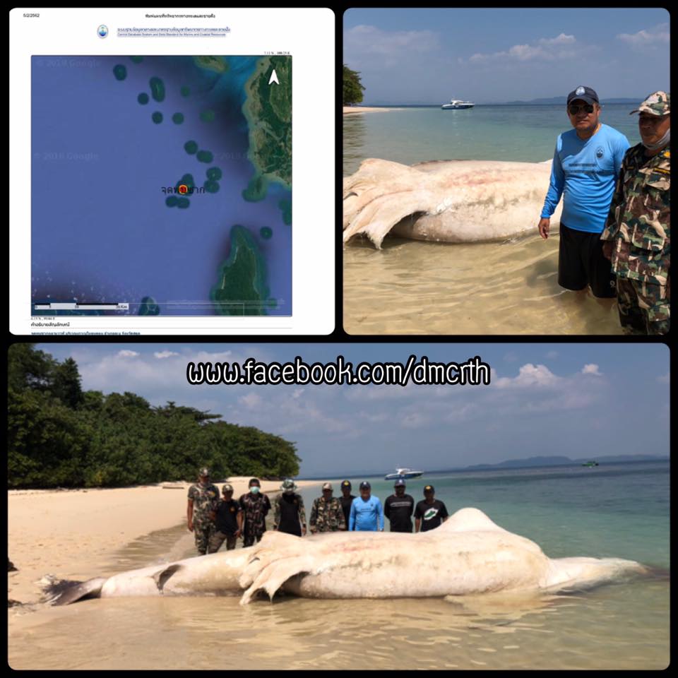 สูญเสียสมาชิกปลาฉลามวาฬ พบซากเกยตื้นอ่าวพังกาใหญ่