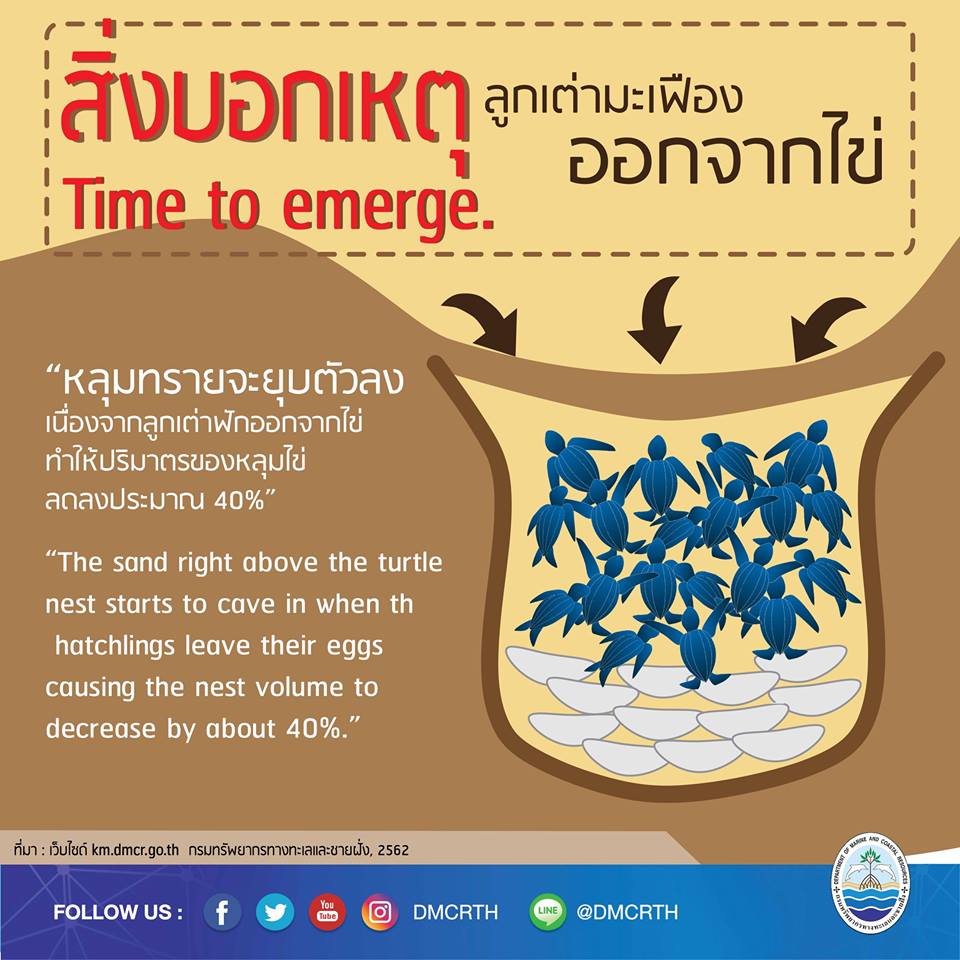เรารักเต่ามะเฟือง ตอนที่ 3 : สิ่งบอกเหตุลูกเต่ามะเฟืองออกจากไข่
