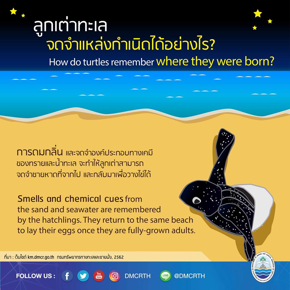 เรารักเต่ามะเฟือง ตอนที่ ๗ : ลูกเต่าทะเลจดจำแหล่งกำเนิดได้อย่างไร